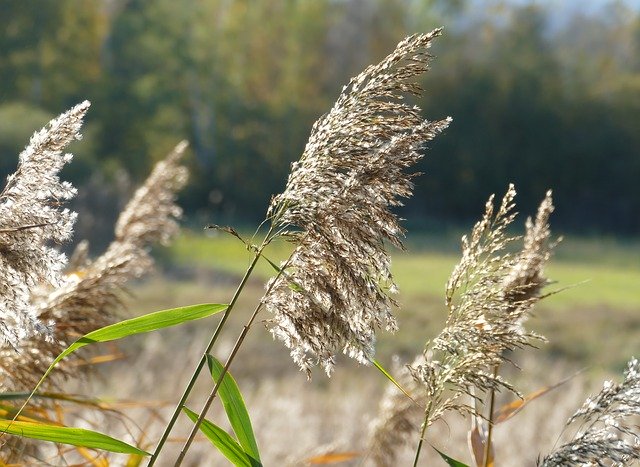 Free download Sedge Nature Autumn -  free photo or picture to be edited with GIMP online image editor