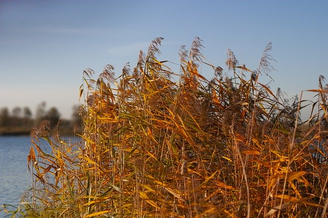 Descarga gratuita Sedge Reed Grasses - foto o imagen gratuita para editar con el editor de imágenes en línea GIMP