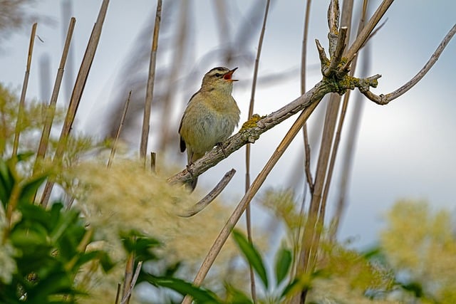 Free download sedge warbler bird nature wildlife free picture to be edited with GIMP free online image editor