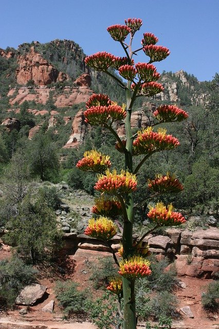 הורדה חינם של Sedona Flower - תמונה או תמונה בחינם לעריכה עם עורך התמונות המקוון GIMP