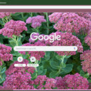 Sedum  screen for extension Chrome web store in OffiDocs Chromium