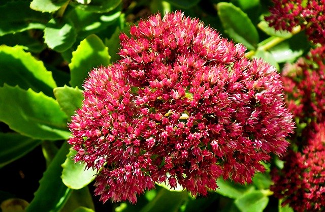 Free download Sedum Flower Blooming -  free photo or picture to be edited with GIMP online image editor