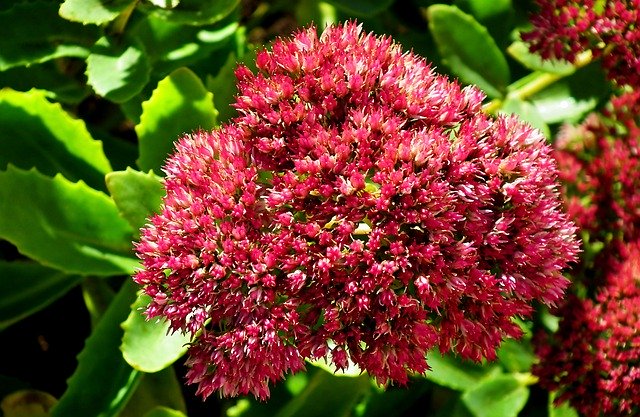 Muat turun percuma Sedum Flower Blooming - foto atau gambar percuma untuk diedit dengan editor imej dalam talian GIMP