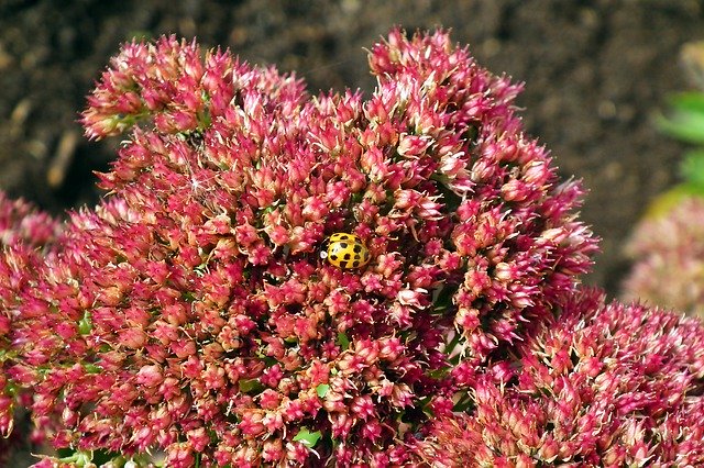 Free download Sedum Flowers Flourishing -  free photo or picture to be edited with GIMP online image editor