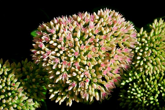 Free download Sedum Flowers Garden -  free photo or picture to be edited with GIMP online image editor
