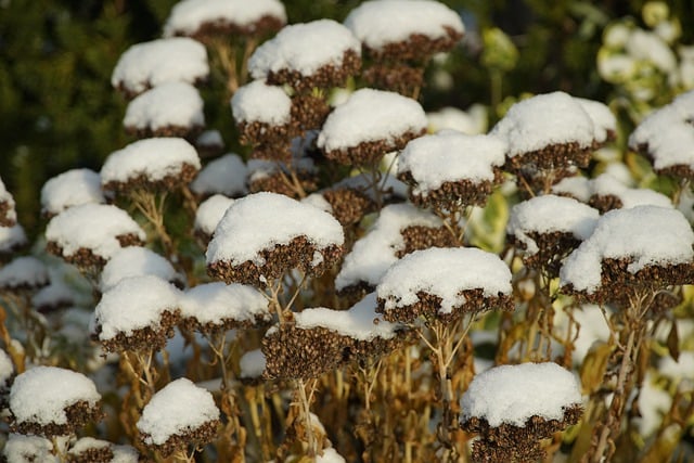 Muat turun percuma sedum fruit stand winter snow caps gambar percuma untuk diedit dengan editor imej dalam talian percuma GIMP