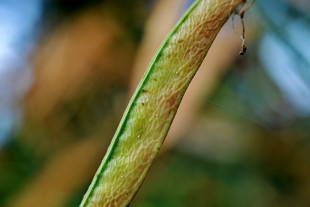 Téléchargement gratuit Seed Box Lathyrus Detail - photo ou image gratuite à modifier avec l'éditeur d'images en ligne GIMP