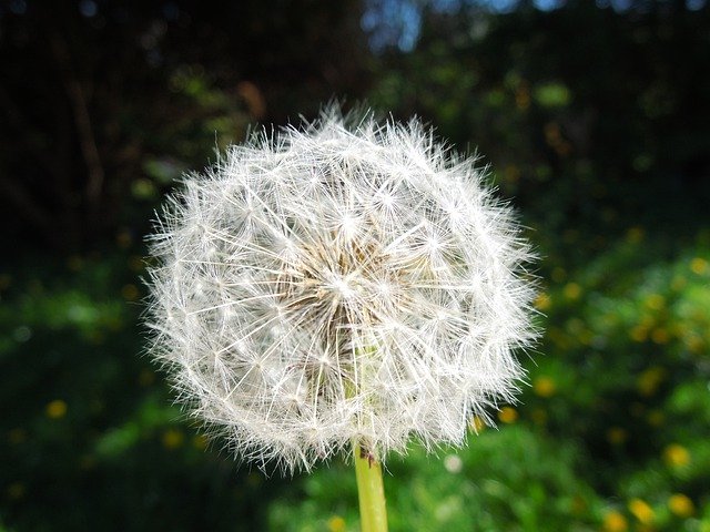 Безкоштовно завантажте Seed Flower Nature - безкоштовну фотографію або зображення для редагування за допомогою онлайн-редактора зображень GIMP