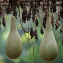 Seed gourd  screen for extension Chrome web store in OffiDocs Chromium