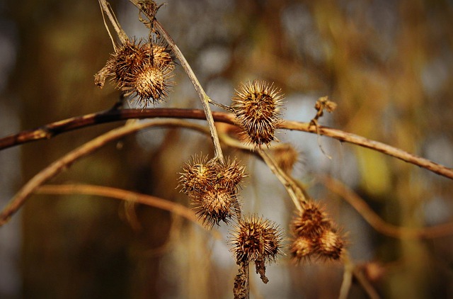 Free download seed heads dried prickly twig free picture to be edited with GIMP free online image editor
