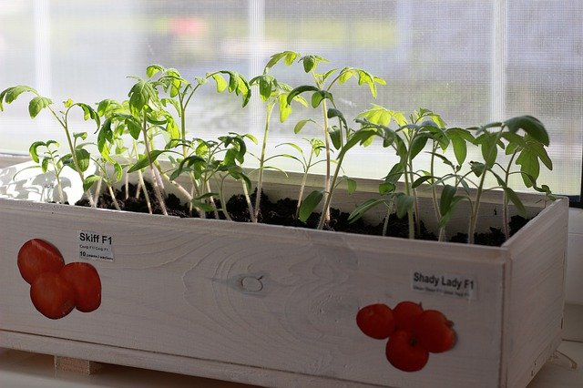 دانلود رایگان Seedling Tomatoes Vegetables - عکس یا تصویر رایگان قابل ویرایش با ویرایشگر تصویر آنلاین GIMP
