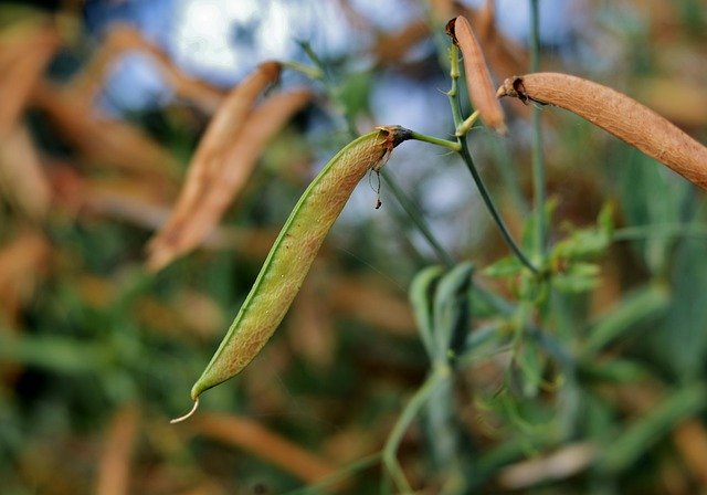 Muat turun percuma Seedpods Lathyrus Plant - foto atau gambar percuma untuk diedit dengan editor imej dalam talian GIMP