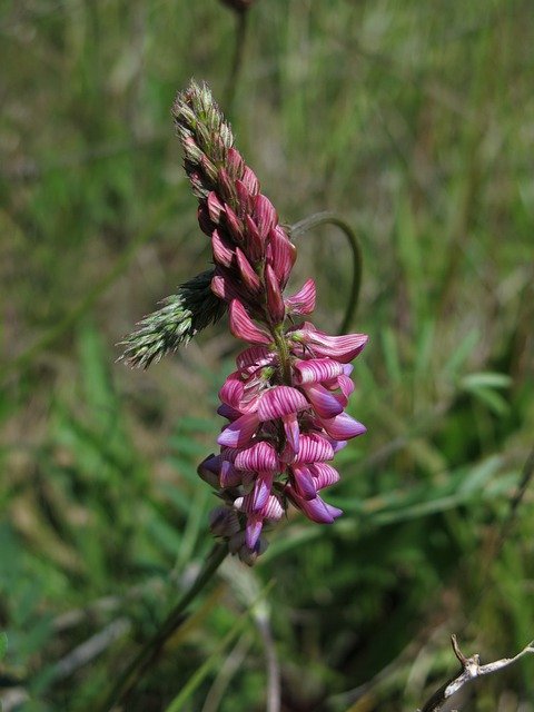 Free download Seed Sainfoin Fodder Plant Pink -  free photo or picture to be edited with GIMP online image editor