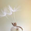 Seeds bloom  screen for extension Chrome web store in OffiDocs Chromium
