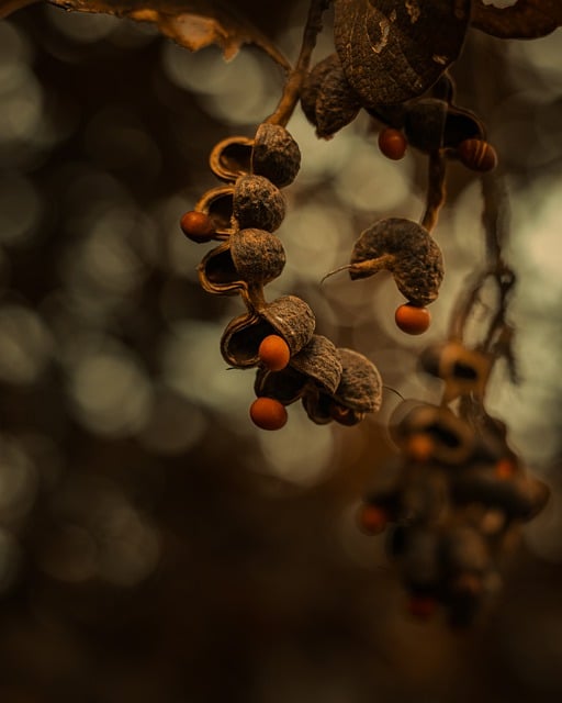 Free download seeds fruits stalk nature plant free picture to be edited with GIMP free online image editor