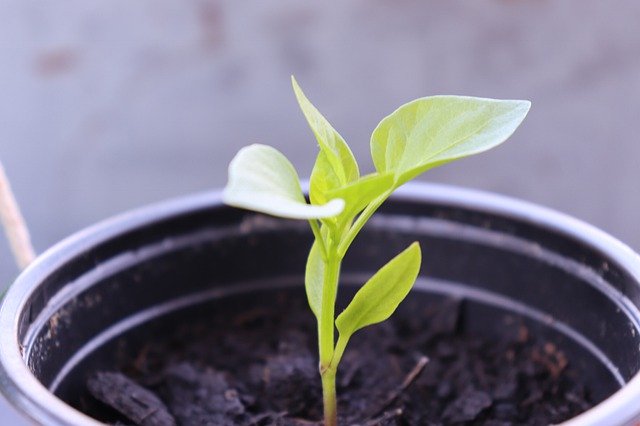 Seeds Outdoor Pepper 무료 다운로드 - 무료 사진 또는 김프 온라인 이미지 편집기로 편집할 사진