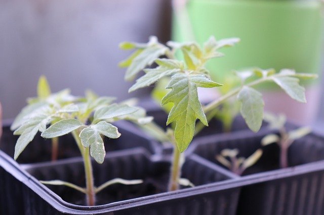 Bezpłatne pobieranie Seeds Outdoor Tomatoes - bezpłatne zdjęcie lub obraz do edycji za pomocą internetowego edytora obrazów GIMP