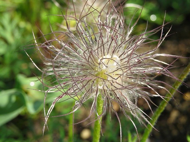 Скачать бесплатно Seeds Plant Garden - бесплатное фото или изображение для редактирования с помощью онлайн-редактора изображений GIMP