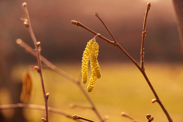 Free download seeds plants hanging spring free picture to be edited with GIMP free online image editor