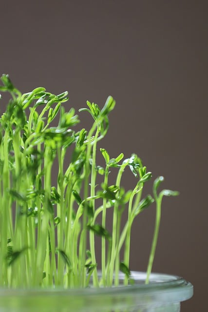 Free download seed sprout green microgreen grow free picture to be edited with GIMP free online image editor