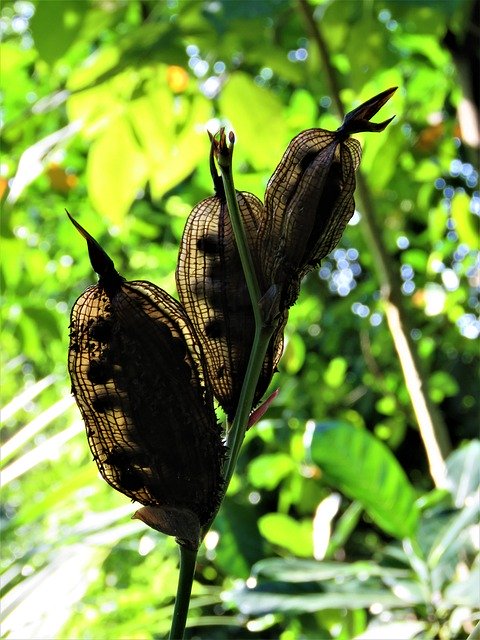 Free download Seeds Seedpod Nature -  free photo or picture to be edited with GIMP online image editor