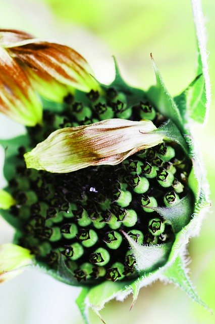 Unduh gratis Seeds Sunflowers Seed - foto atau gambar gratis untuk diedit dengan editor gambar online GIMP