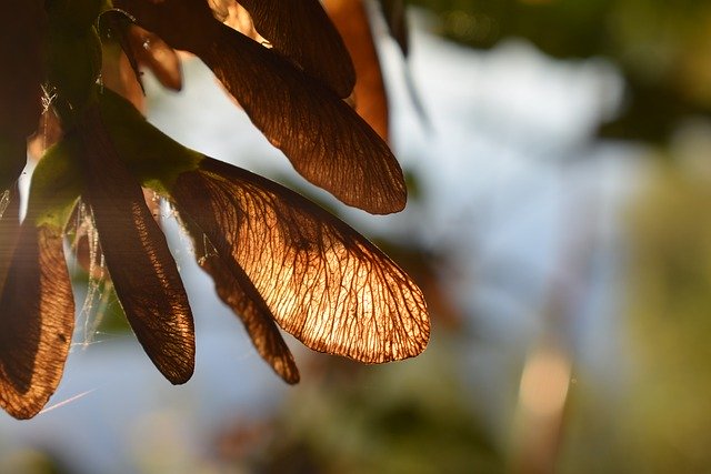 Free download Seeds Tree Forest -  free photo or picture to be edited with GIMP online image editor