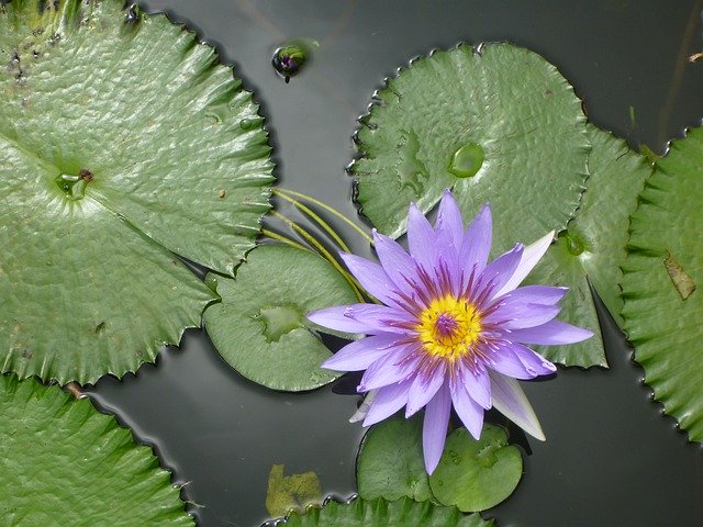 Téléchargement gratuit Seerose Wasser Rose - photo ou image gratuite à éditer avec l'éditeur d'images en ligne GIMP