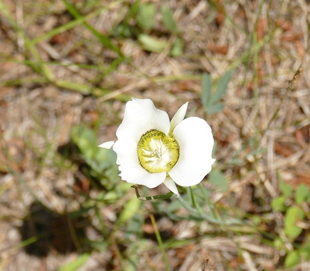 Bezpłatne pobieranie Sego Lily Wildflowers Colorado - bezpłatne zdjęcie lub obraz do edycji za pomocą internetowego edytora obrazów GIMP