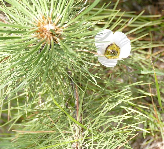 Free download Sego Lily With Pine Sapling -  free photo or picture to be edited with GIMP online image editor