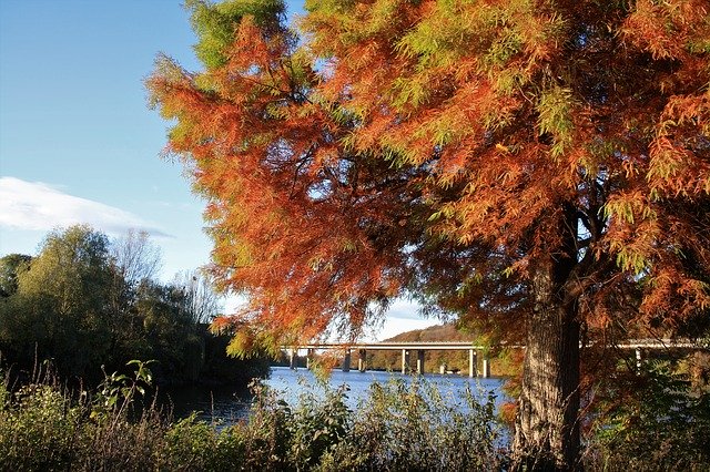 Free download Seilersee Autumn Mood Tree -  free photo or picture to be edited with GIMP online image editor