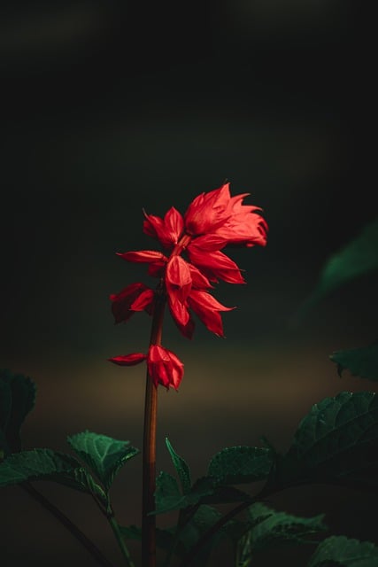 Free download selective focus blur background free picture to be edited with GIMP free online image editor