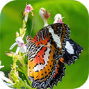 selective focus shot beautiful butterfly sitting branch with small flowers  screen for extension Chrome web store in OffiDocs Chromium