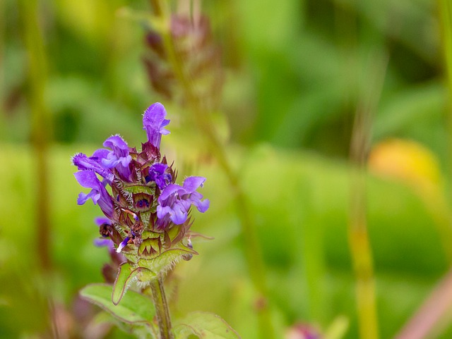 Free download selfheal self heal prunella vulgaris free picture to be edited with GIMP free online image editor