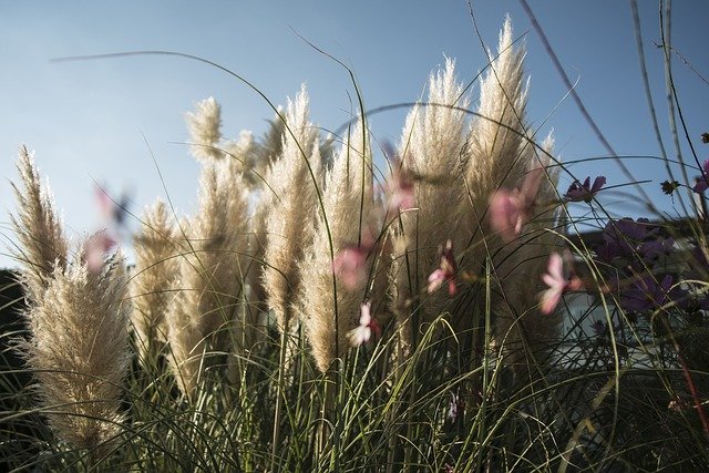 Téléchargement gratuit de Selloana Nature Mood - photo ou image gratuite à éditer avec l'éditeur d'images en ligne GIMP