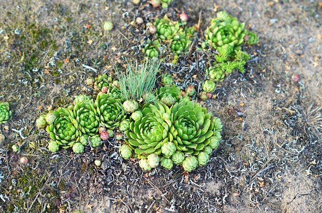 Libreng download Sempervivum Ecology Green - libreng larawan o larawan na ie-edit gamit ang GIMP online na editor ng imahe