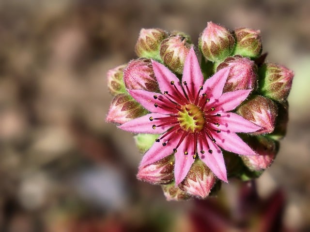 Free download sempervivum houseleek blossom bloom free picture to be edited with GIMP free online image editor