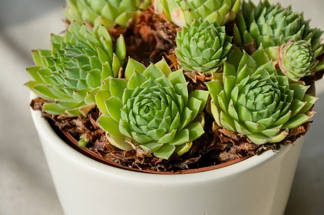 Free download sempervivum plant potted plant free picture to be edited with GIMP free online image editor