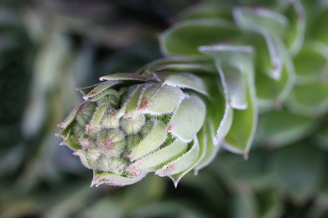 Free download Sempervivum Tectorum Houseleek -  free photo or picture to be edited with GIMP online image editor