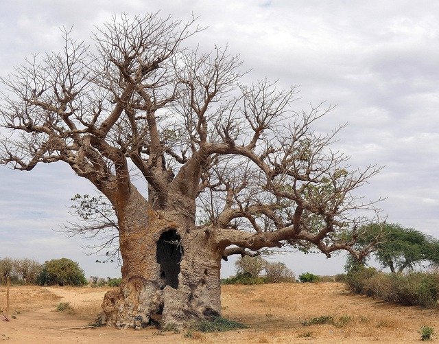 Free download Senegal Savannah Baobab -  free free photo or picture to be edited with GIMP online image editor