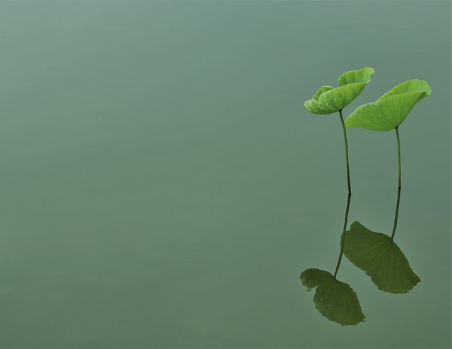 Free graphic sen leaf lake hanoi vietnam green to be edited by GIMP free image editor by OffiDocs
