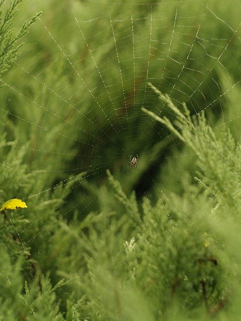 Free download September Garden Spider -  free photo or picture to be edited with GIMP online image editor