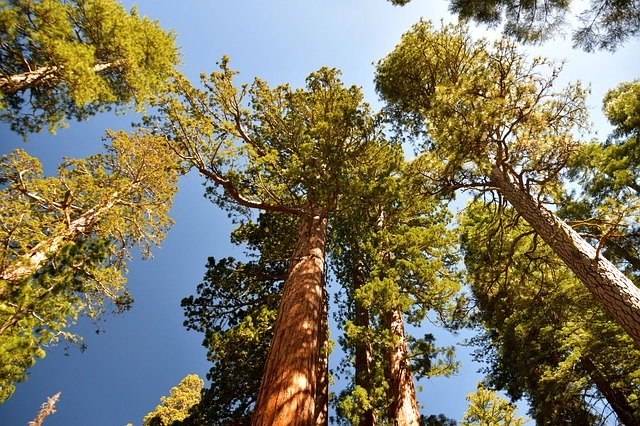 Descarga gratuita Sequoia Sequoias California - foto o imagen gratuita para editar con el editor de imágenes en línea GIMP