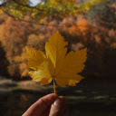 Serene Autumn Leaf in Turkish Forest  screen for extension Chrome web store in OffiDocs Chromium