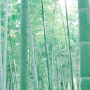 Serene Bamboo Grove  screen for extension Chrome web store in OffiDocs Chromium