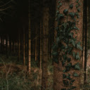 Serene Forest with Ivy covered Pine Tree  screen for extension Chrome web store in OffiDocs Chromium