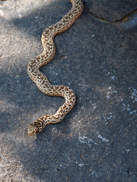 ดาวน์โหลดฟรี Serpente Threat Rock - รูปภาพหรือรูปภาพฟรีที่จะแก้ไขด้วยโปรแกรมแก้ไขรูปภาพออนไลน์ GIMP