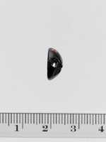 Free download Serpentine hemispheroid seal free photo or picture to be edited with GIMP online image editor