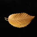 Serrated yellow leaves  screen for extension Chrome web store in OffiDocs Chromium