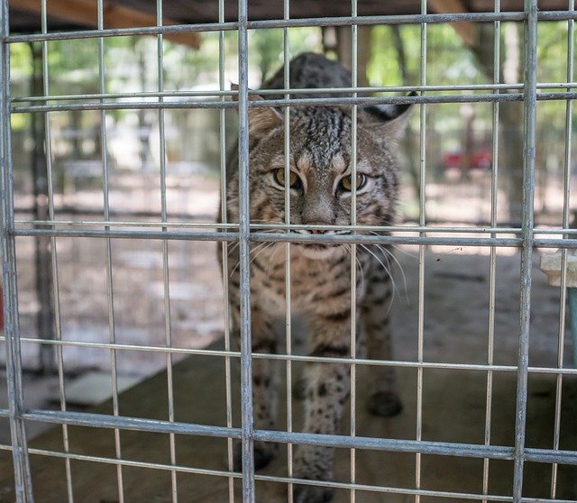 Free download Serval Big Cat Rescue -  free photo or picture to be edited with GIMP online image editor